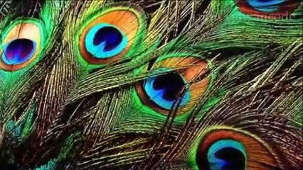 ബാല്യ കാലത്തിൻറെ ഓർമയ്ക്ക്‌ othupalliyil annu nammal Mappilapattu malayalam song - sainu veliyancode