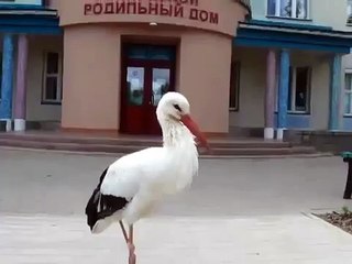 Аист прилетел к Роддому