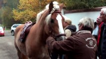 Haflinger bei Tamme Hanken, Etzenbacher Mühle