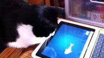 Cat Plays with iPad - Friskies Games for Cats