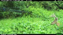 Let the Deer Eat! Food Plots Before & After