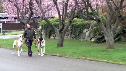 Walk Training with the Great Danes.