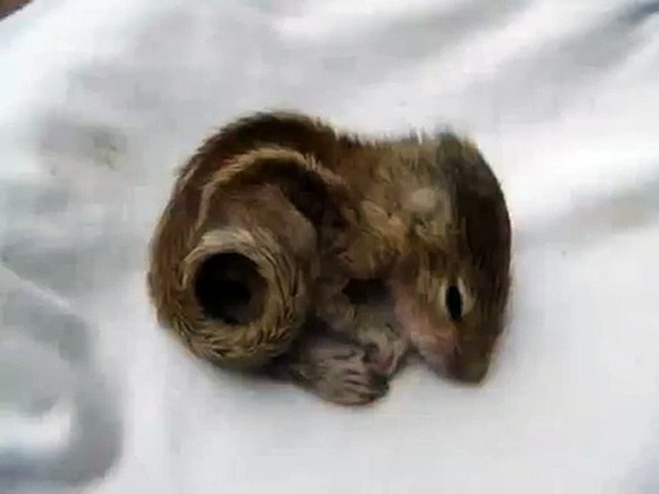 Baby Squirrel - Back Scratch