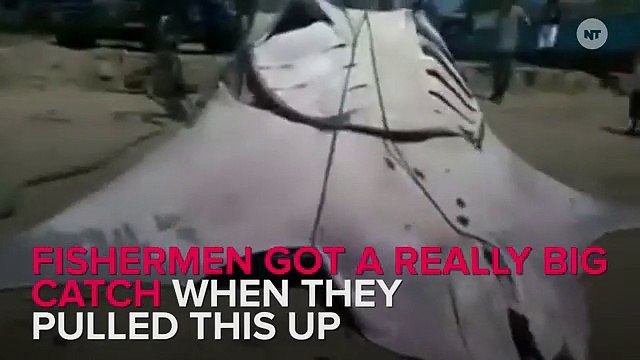 Fishermen Pull Up Giant Manta Ray