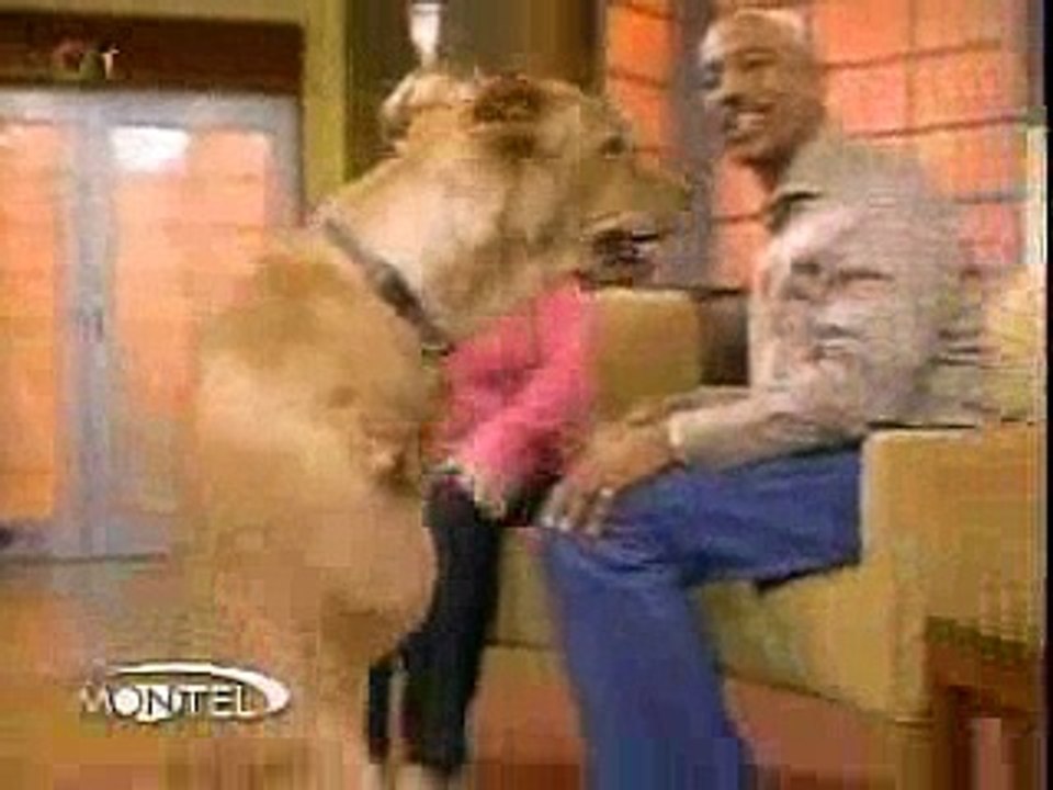 Cool dog