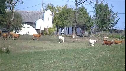 chasse aux sangliers dans le Tarn