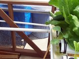 Our Hydroponic Greenhouse - hydroponics system