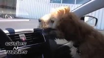 Cute Puppy vs Air Conditioner
