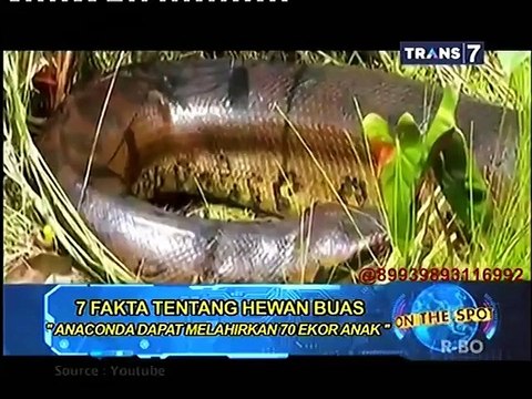 On The Spot - 7 Fakta Tentang Hewan Buas