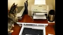 Funny Cat reaction to printer - Funniest reaction Ever