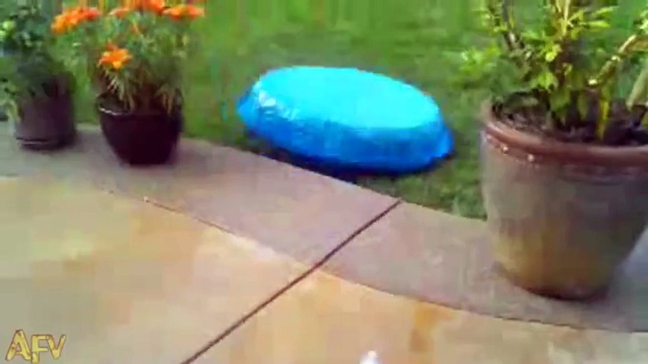 Ce chien est un cinéma vivant
