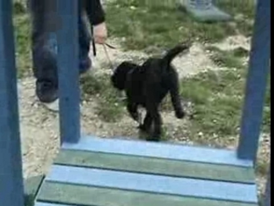 Parcours chiens eze2006