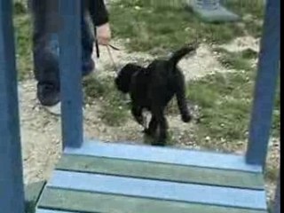 Parcours chiens eze2006