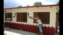 The Family Loft - Racing Pigeon Loft in Esmeralda Camaguey Cuba