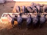 Buffalo Dairy Farm ,Lahore,Pakistan