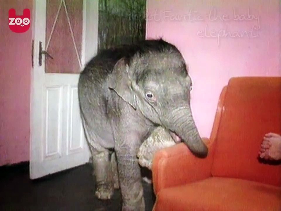 Pet Elephant Lives With Family