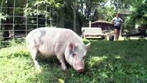 Pets 101- Pet Pigs