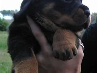 ROTTWEILER CHIOT A RESERVER