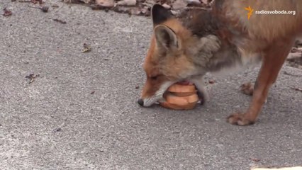 Chernobyl Fox To Make a Sandwich