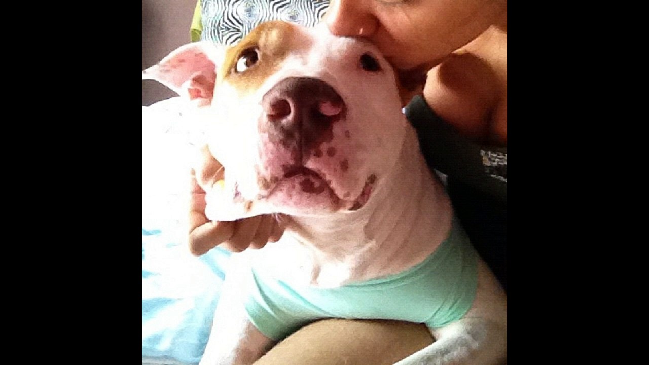 VANESSA E OS AMORES DELA