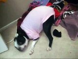 My Crazy Dog Lucy - (she's wearing clothes b/c she's on her period)