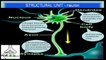 Central Nervous System - (Control and Coordination) CBSE Biology Class 10 Science