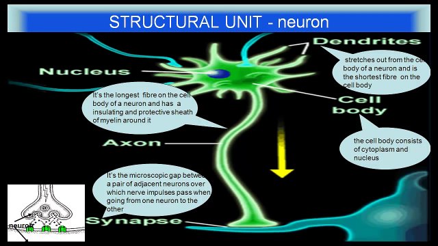 Central Nervous System - (Control and Coordination) CBSE Biology Class 10 Science