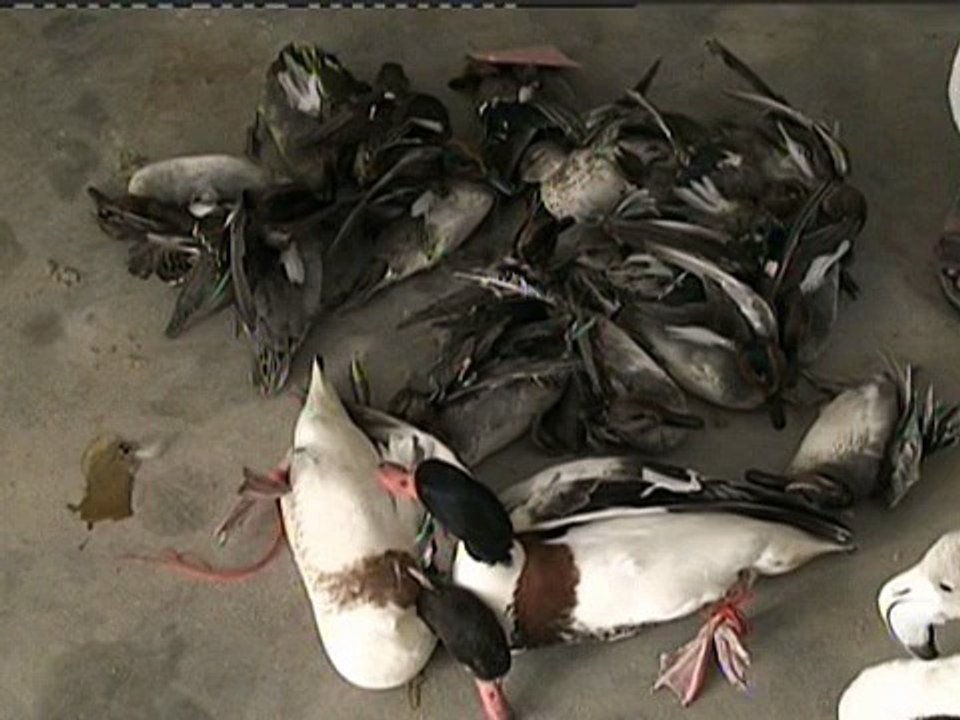 Badin Birds Recoverd