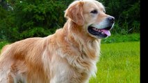 Las Mejores Razas de Perros para Guardia , Protección , Rescate ,Lazarillos y Los Más Famosos