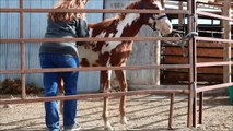 SOLD! - 2012 APHA gelding - LXY Hot Scotchaholic $2,000