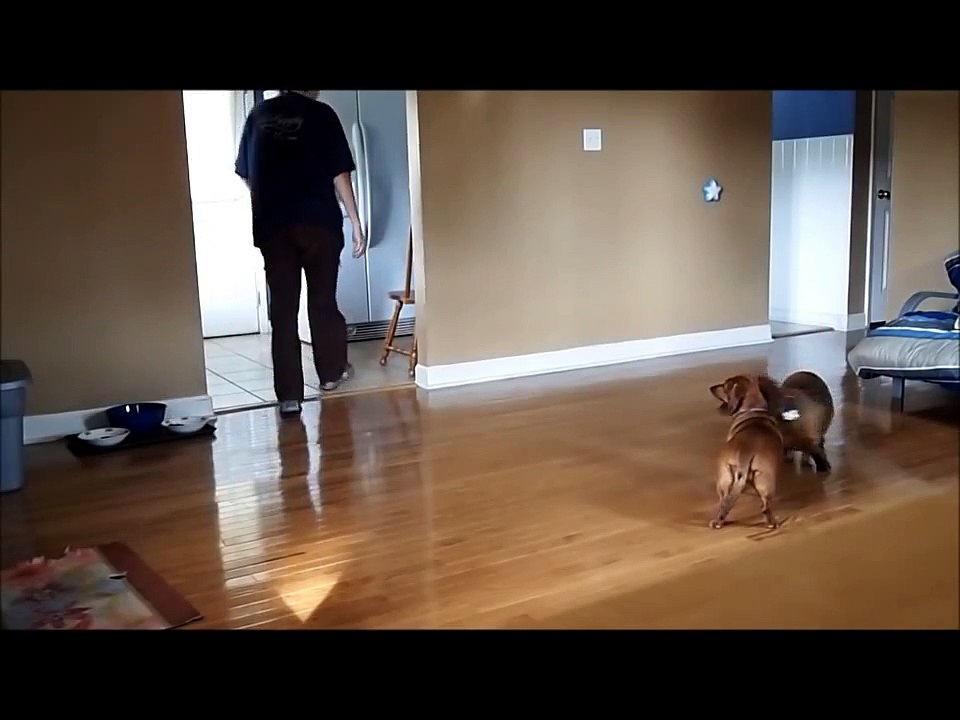 Dogs Home Alone
