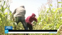 المزارعون في غزة: عين على الزرع وأخرى على برج المراقبة الإسرائيلي