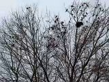 Starlings Flocking