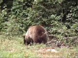 Mrki medvjed; Ursus arctos; Brown Bear; Oso pardo; Бурый медведь; Vila Velebita