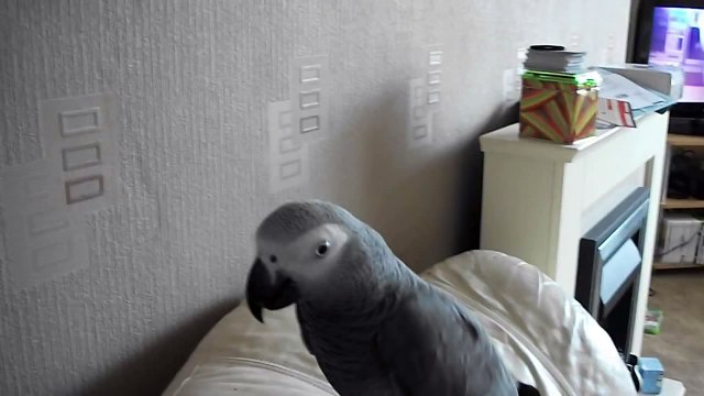 Amazing talking parrot. Swearing parrot