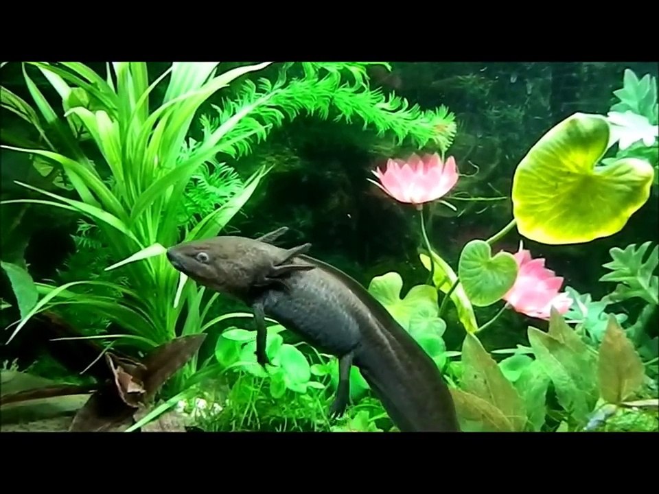 Axolotl swimming and eating worms HD