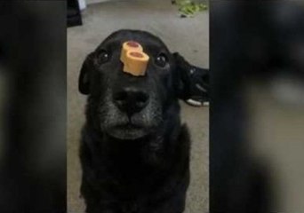 Florida Dog Nub and His Face of Anticipation