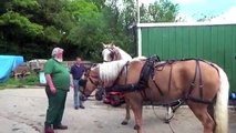 Horses rearing/bolting when being put to carriage - after training.