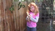 Raising goats and chickens
