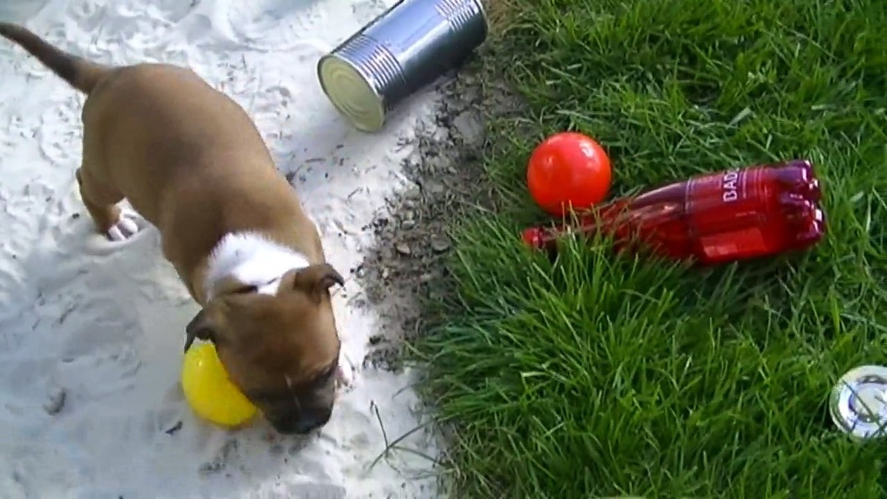 98ème vidéo des chiots de la 19ème portée de Staffordland