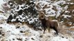 6 BIGHORN SHEEP RAMS HEADBUTTING in the RUT  HD