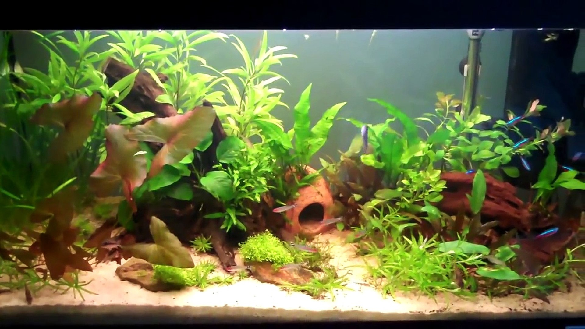 ⁣How To Grow Aquatic Plants