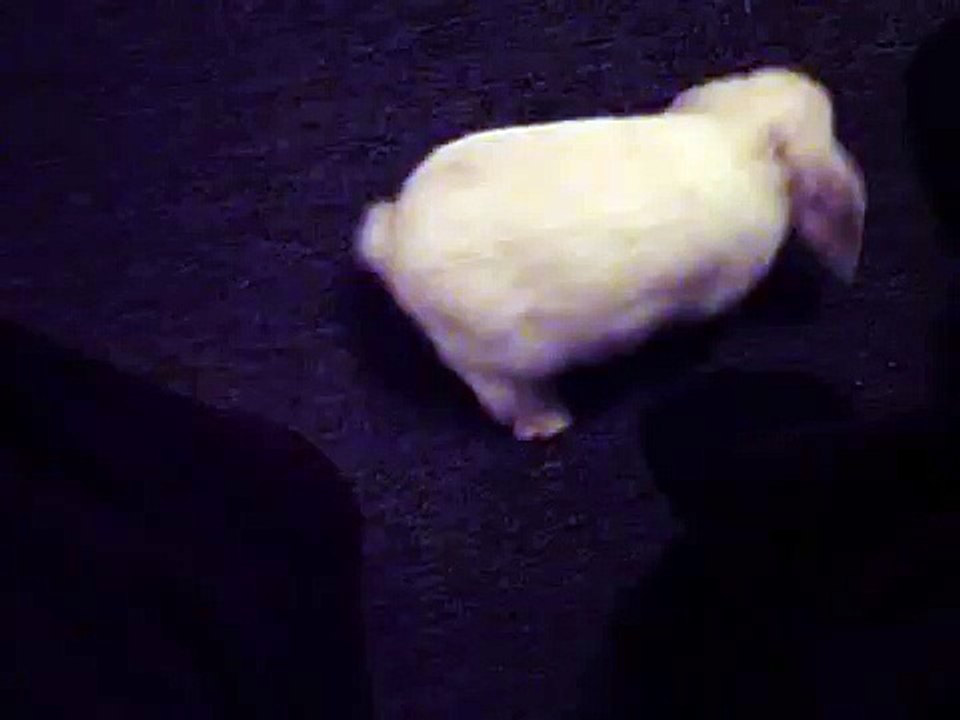 headshake