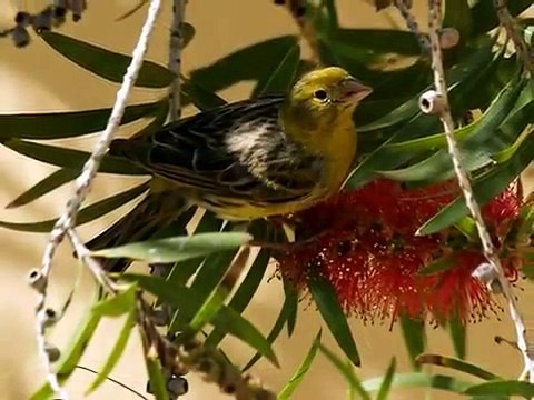 Os verdadeiros Canarios-do-Reino em estado selvagem. Ouça o seu lindo canto!