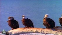 Soaring Eagles (music video)