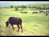 UFO - Cow Abduction