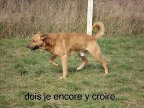 chien à adopter