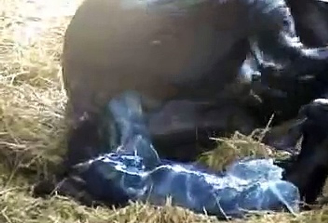 Naissance poulain