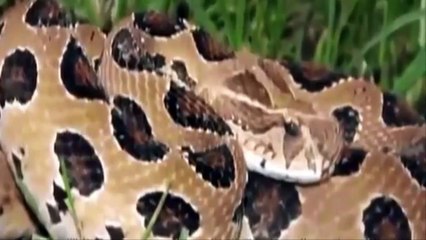 King Cobra vs Black Mamba | Fierce Battle