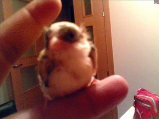 MIXTO DE JILGUERO BLANCO